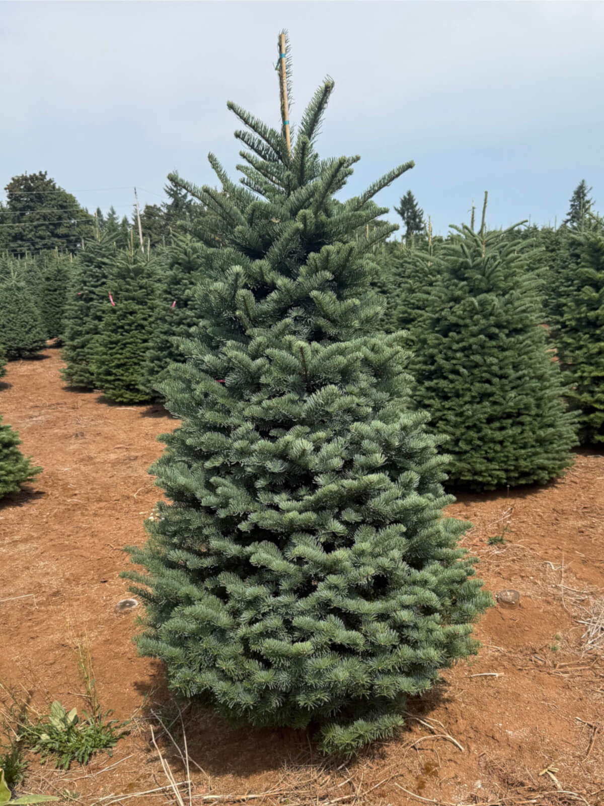 Real Christmas Trees Delivered Noble Fir - Image 3