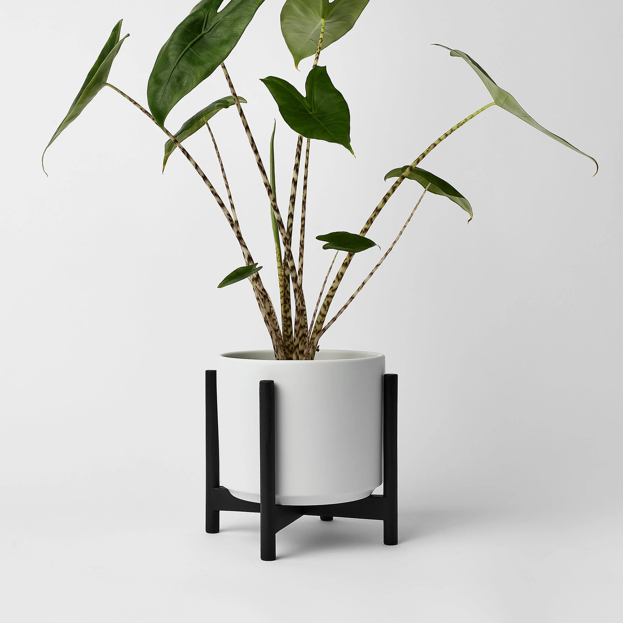 Rounded Hardwood Plant Stand - Image 22