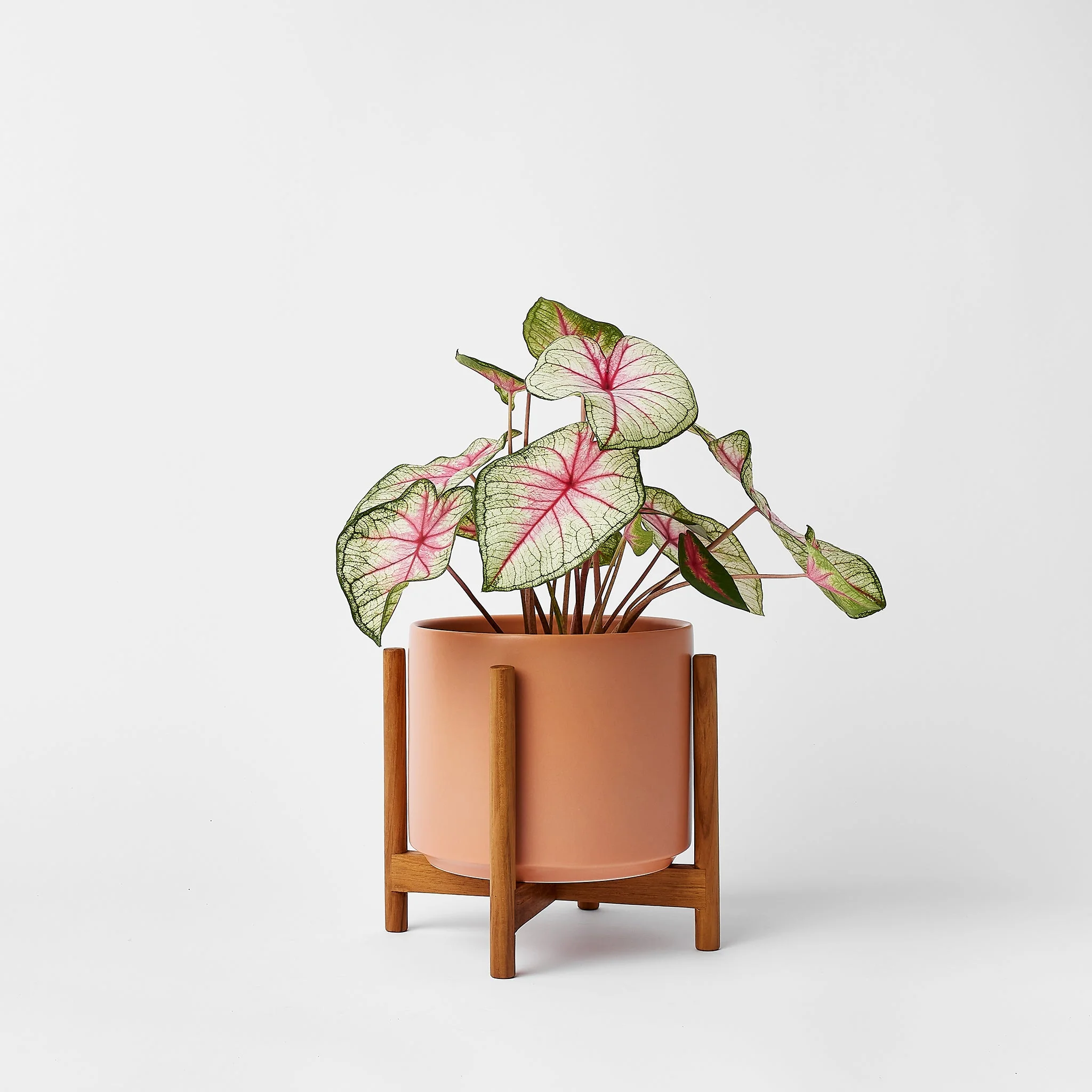 Rounded Hardwood Plant Stand - Image 4