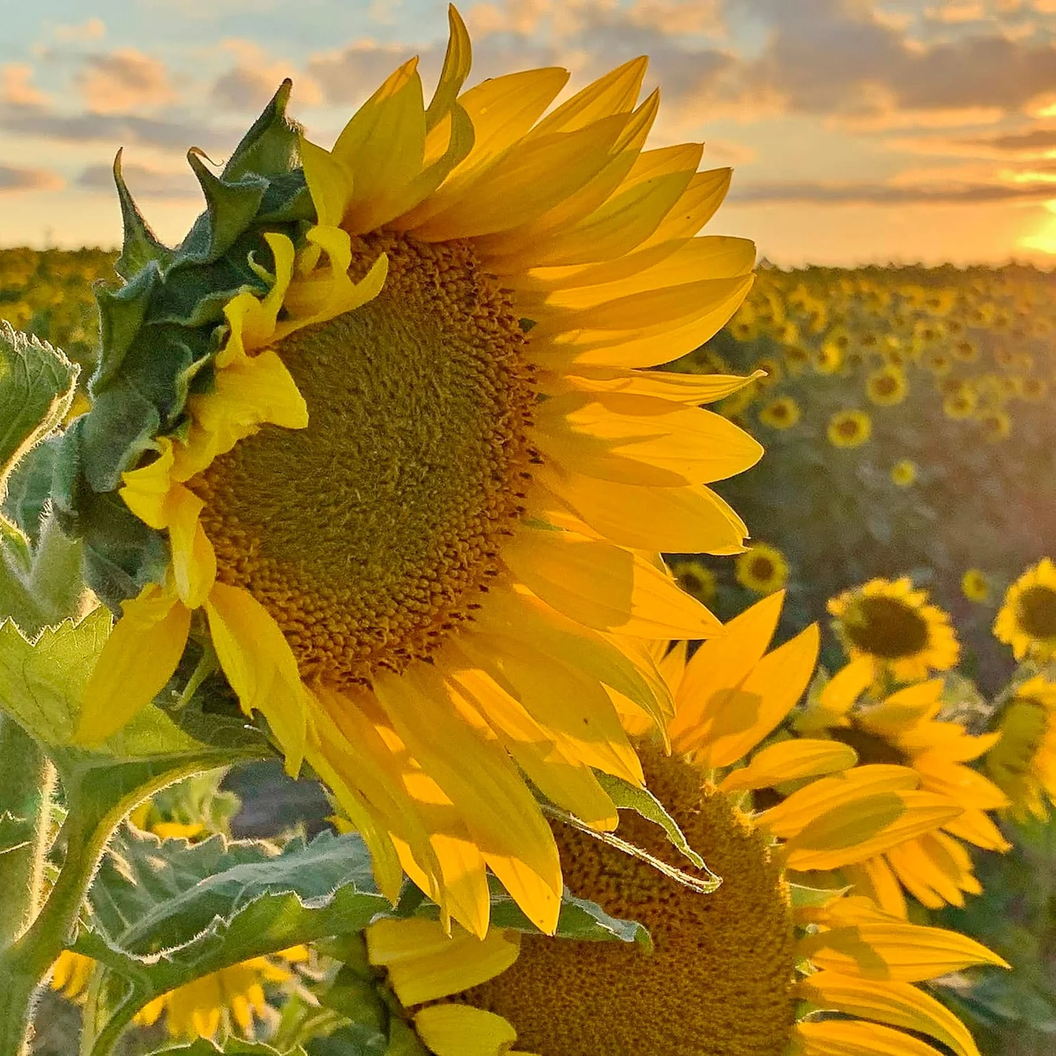 Sunflower Oil | Pack of 6 | 8 oz | Non GMO, Gluten & Nut Free, Vegan | Simply Sunflower - Image 11