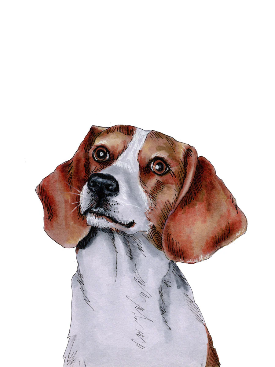 The Beagle - Open Edition Paper Print - Image 4