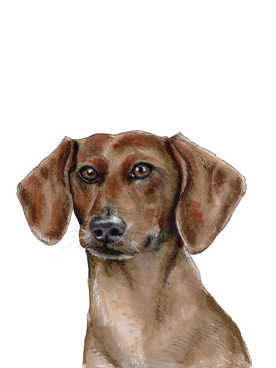 The Dachshund - Open Edition Paper Print - Image 7