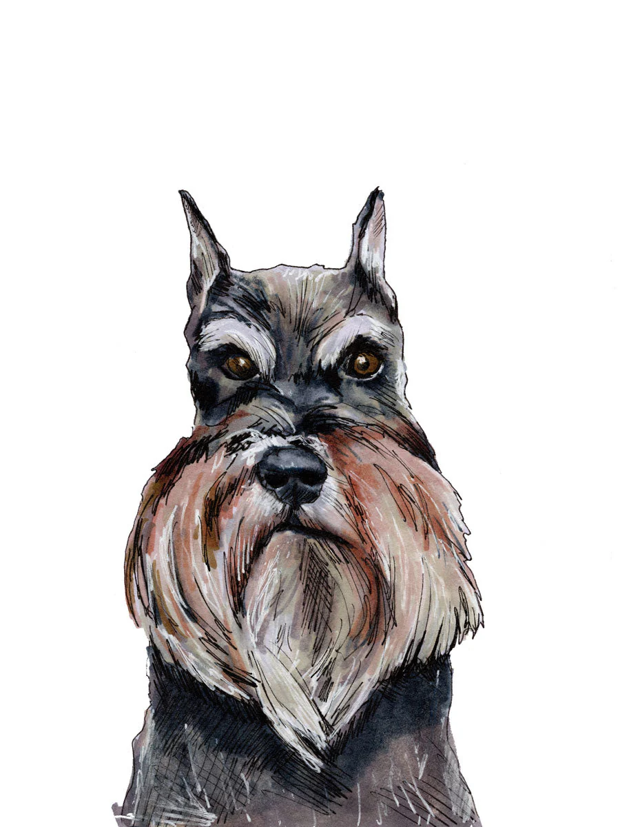 The Schnauzer - Open Edition Paper Print - Image 6
