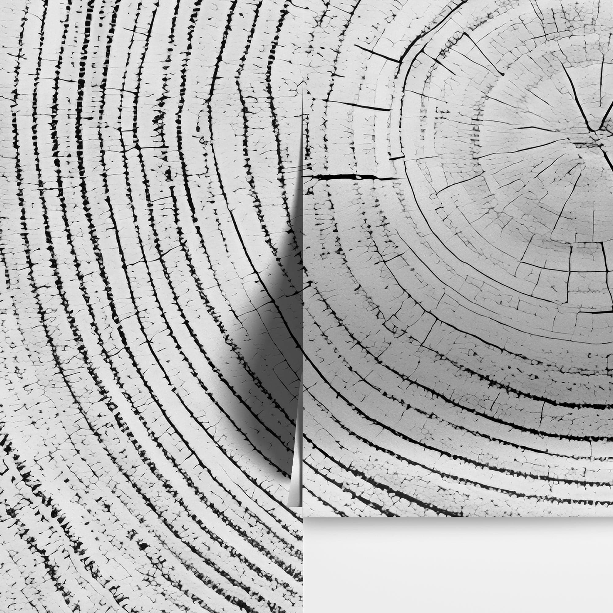 Tree Rings Wallpaper Mural. Black and White  Modern Wood Grain Circle Pattern. #7022 - Image 7