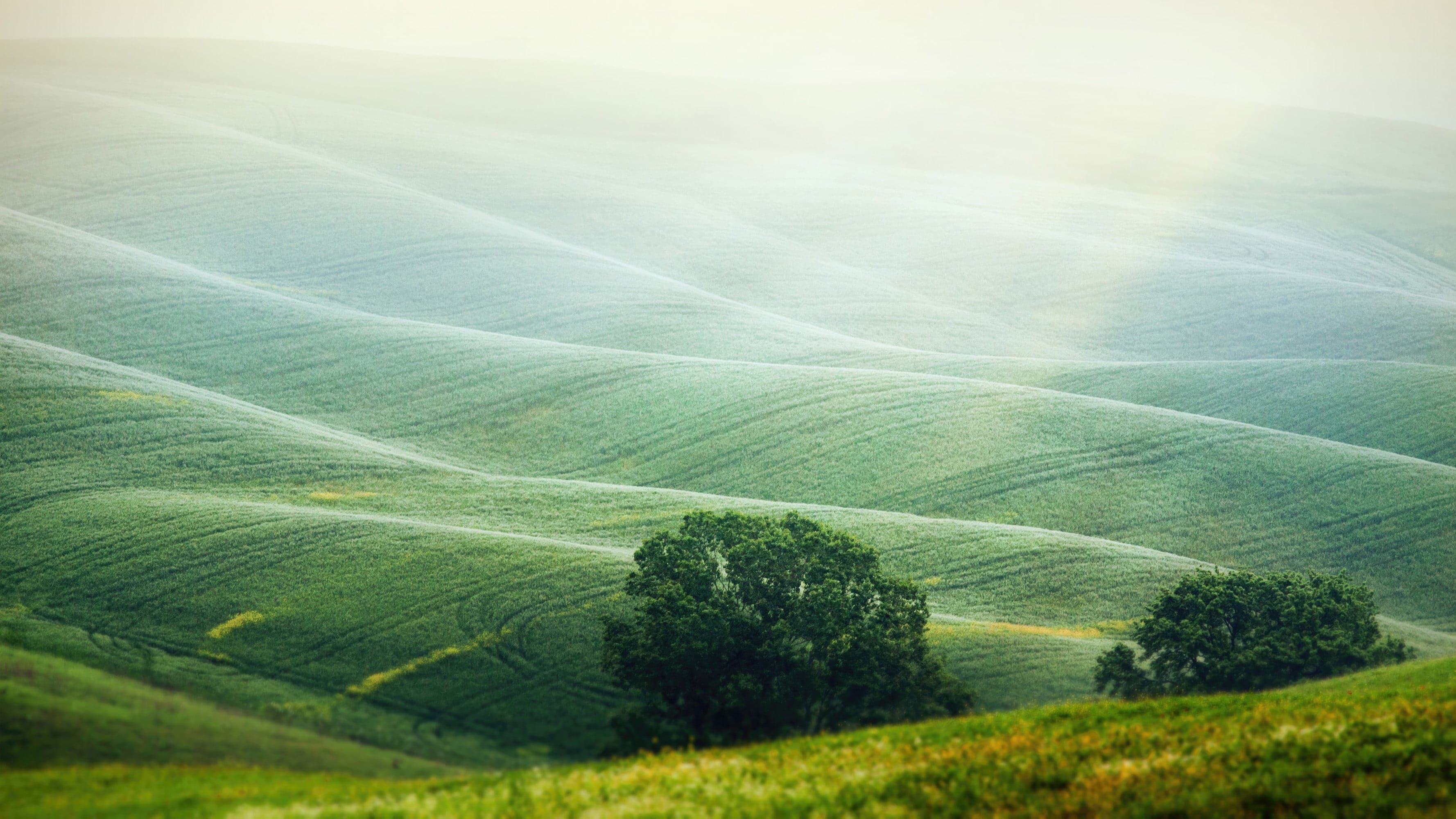 Tuscany Rolling Hills Meadow Wall Mural. Italian Countryside. #7053 - Image 7