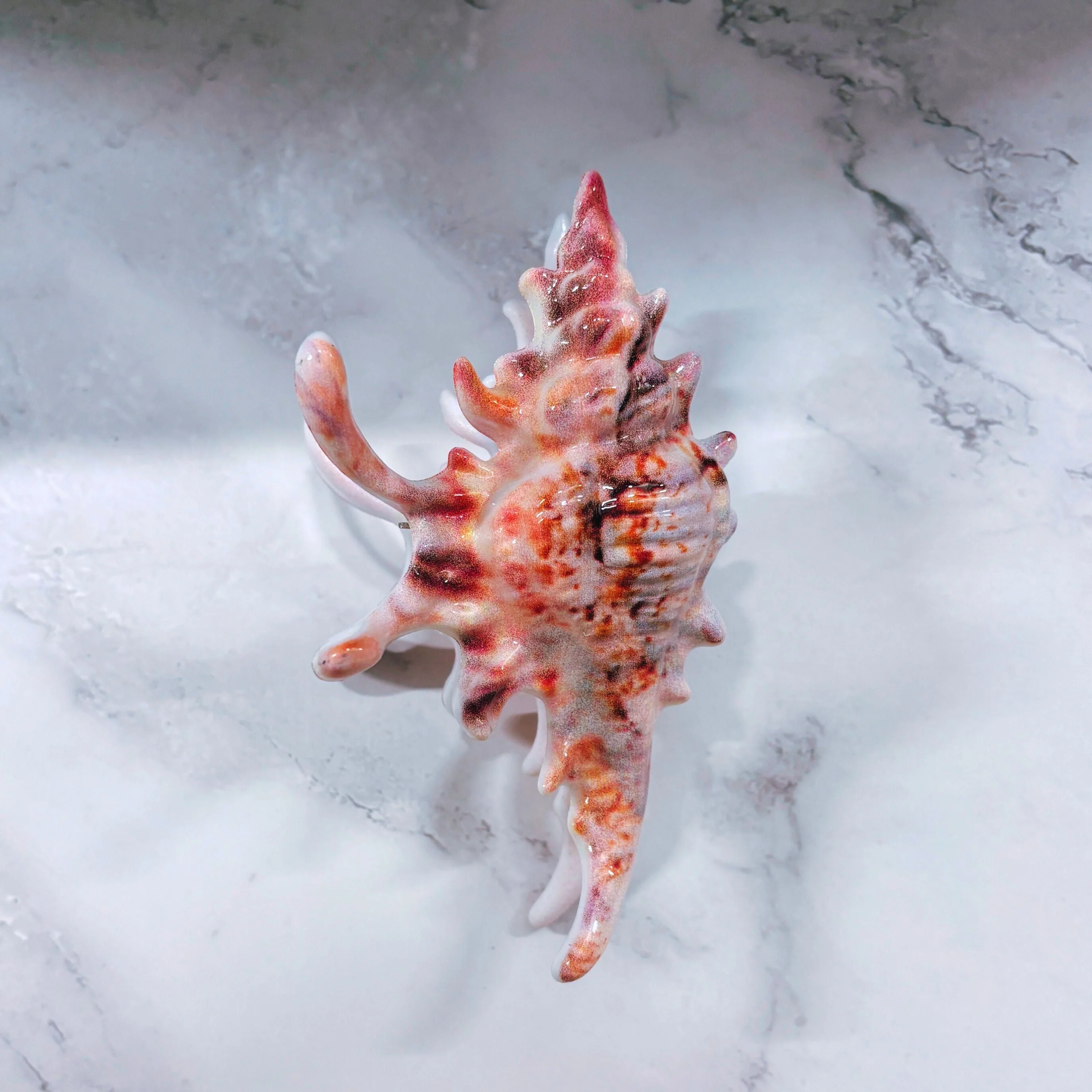 Velvet Claws Realistic Conch Shell Hair Claw in Natural Brown and White - Image 3