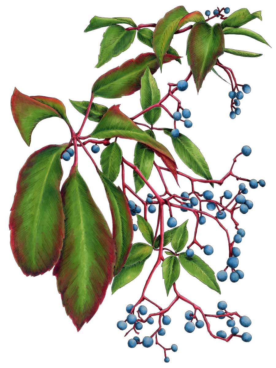 Virginia Creeper - Open Edition Paper Print - Image 3
