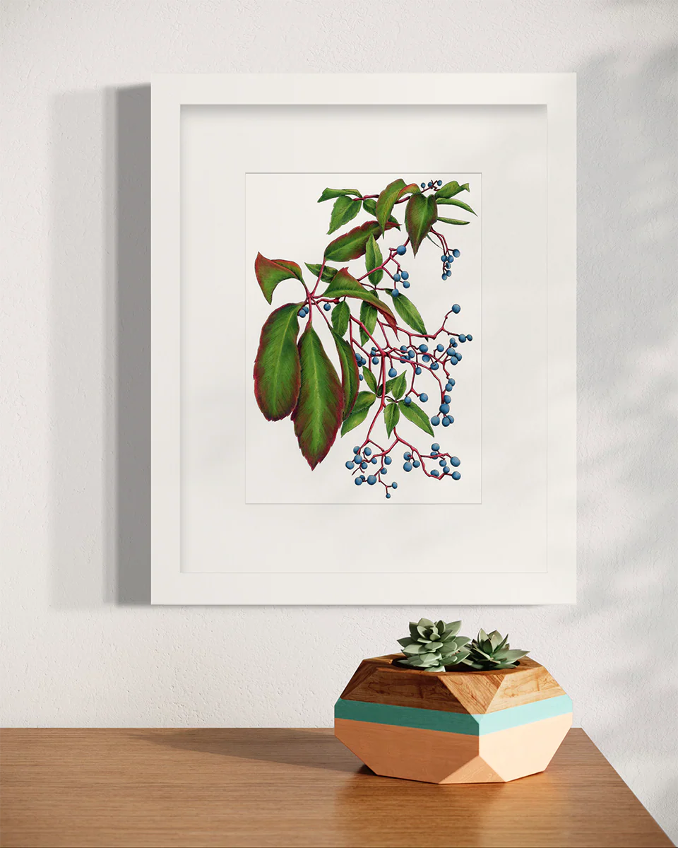 Virginia Creeper - Open Edition Paper Print - Image 4