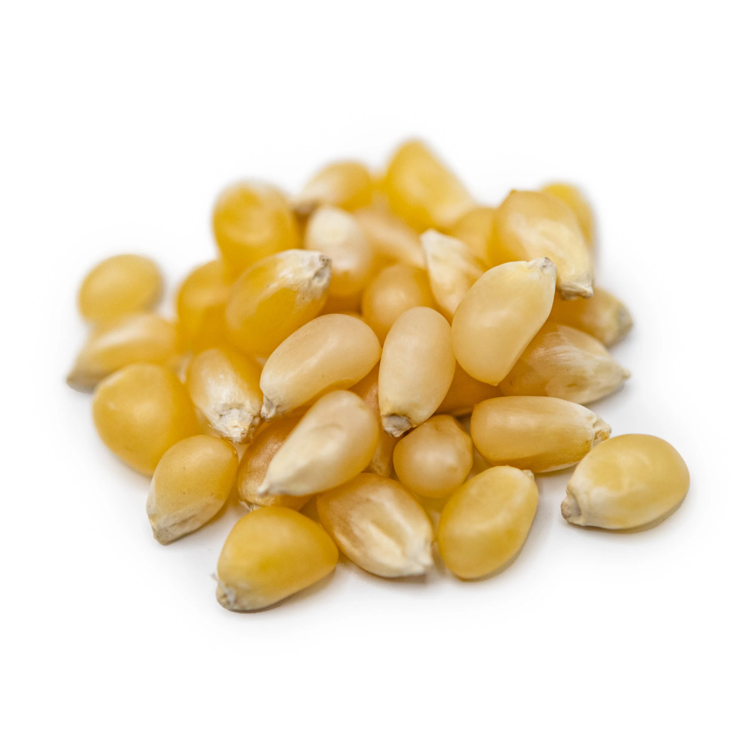 White Un-Popped Popcorn Kernels | 2 lb | Pack of 10 | Non-GMO | Popcorn County USA | North Loup Valley - Image 4