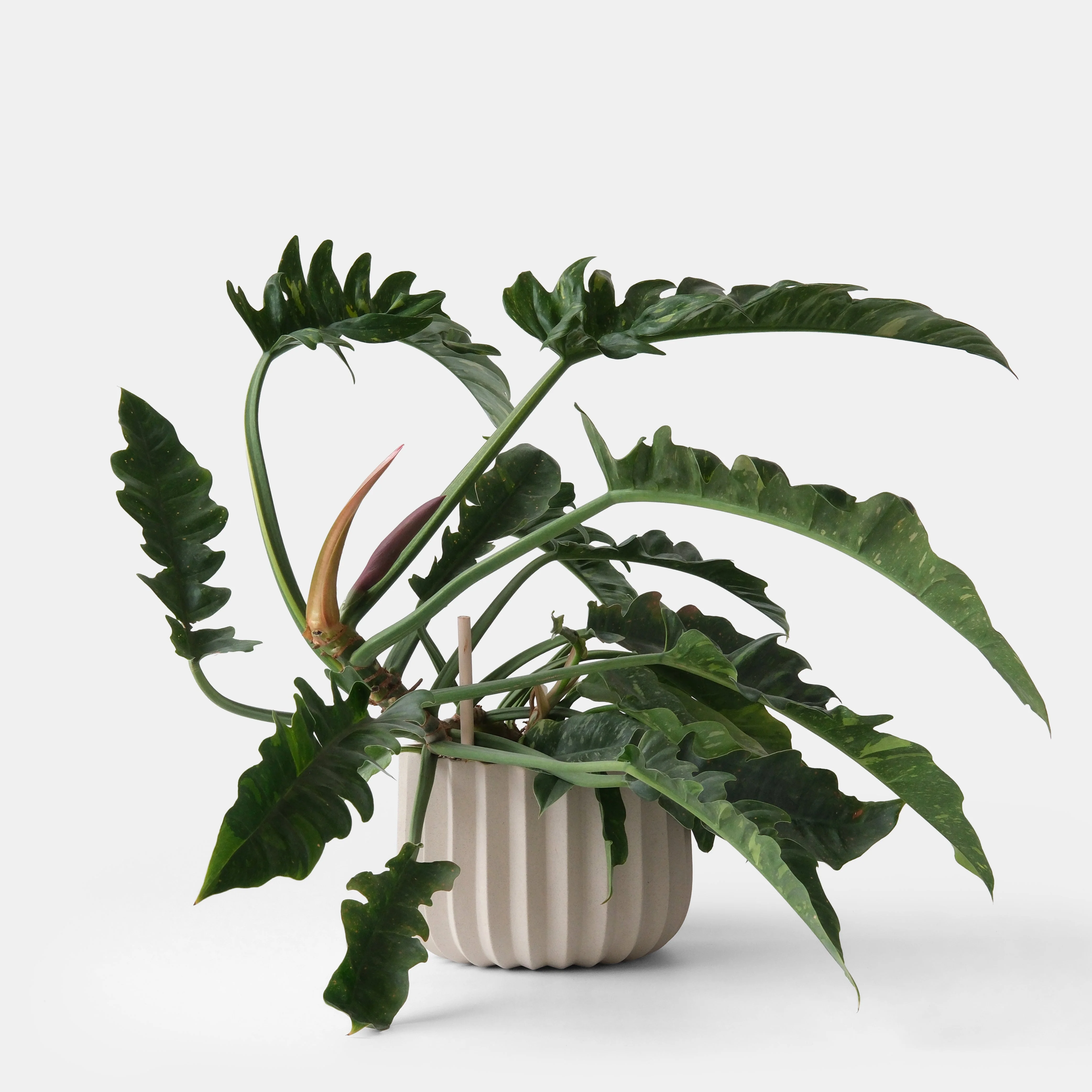 Wrap Planter - 4 sizes - Image 12