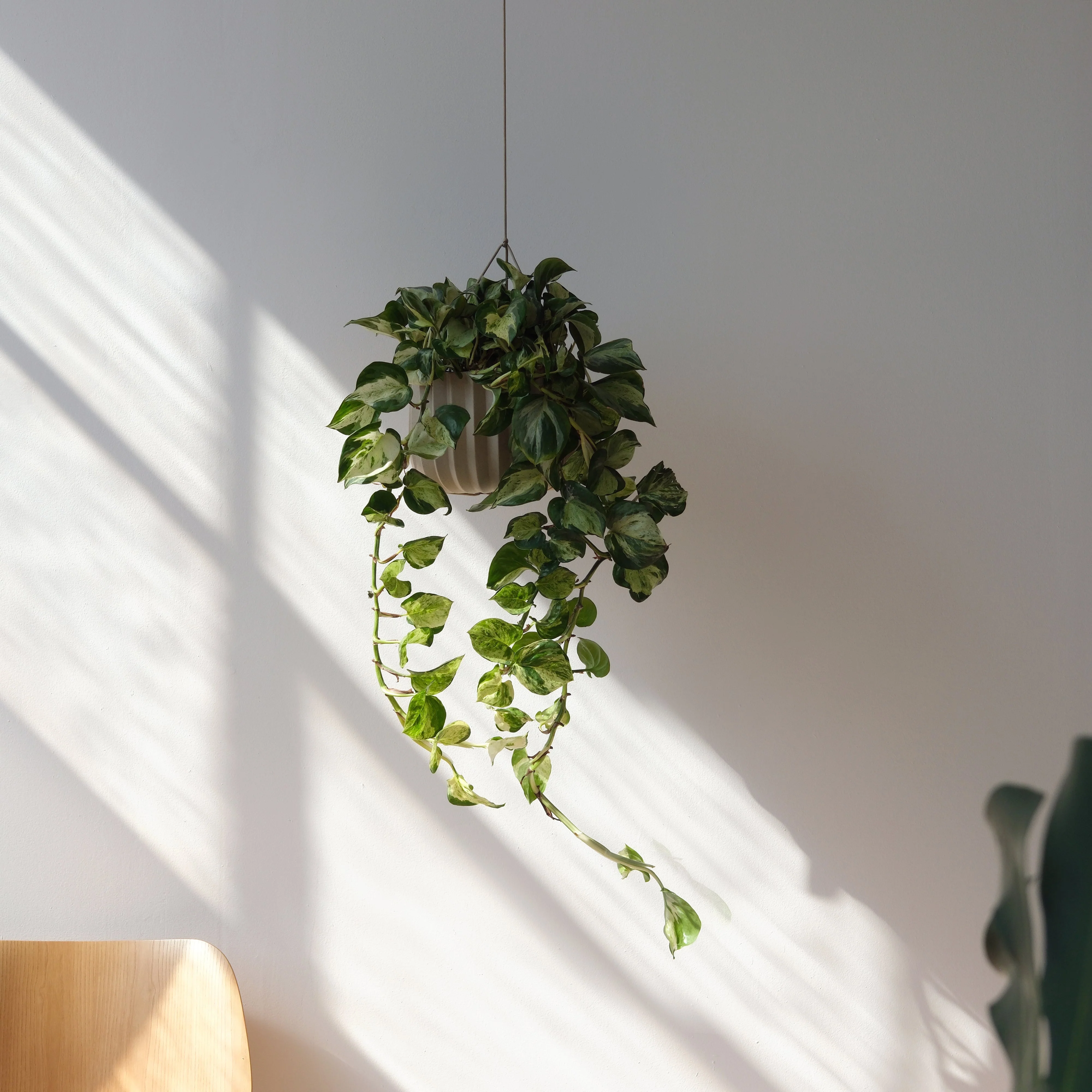 Wrap Planter - 4 sizes - Image 9